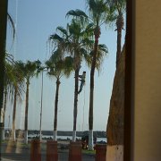 Palm tree maintenance : Baja2011